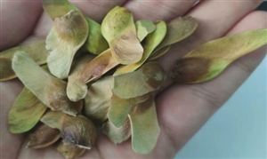 元宝枫籽及提取物市场投资分析 元宝枫籽及提取物经济价值及发展建议