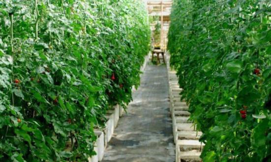 农业观光园项目建设现状 农业观光园行业发展前景及市场格局分析