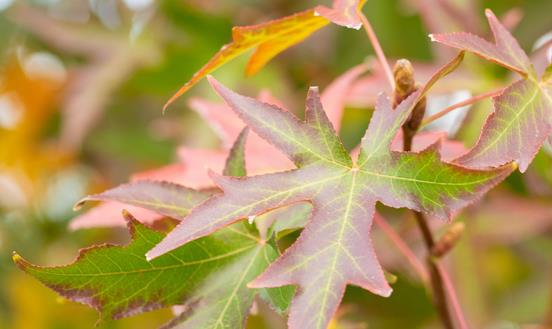 中国元宝枫籽应用价值如何?2023元宝枫籽及提取物行业市场需求分析