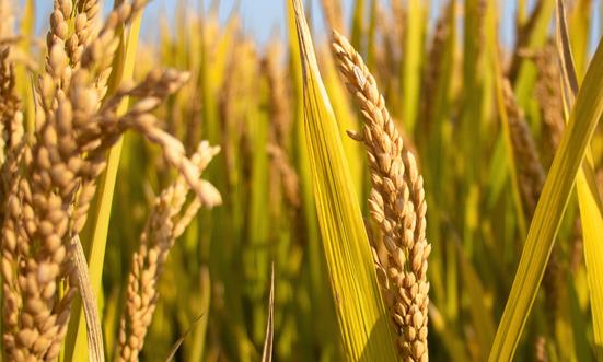 2023年中国粮食贸易行业产量 中国粮食贸易行业市场需求分析