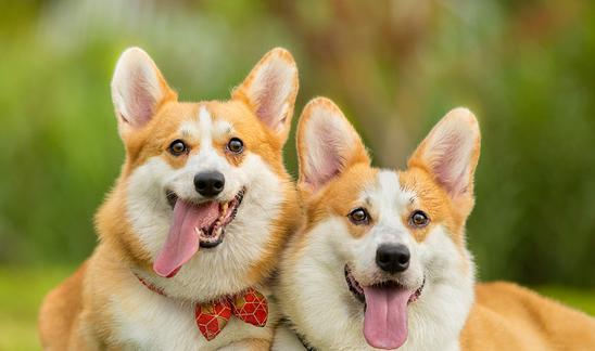 中国宠物寄存处行业市场调研分析2023  预计市场规模将达到4456亿元