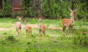 2023动物园产业调研及发展现状分析