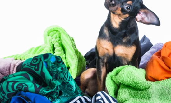 2023宠物衣服行业前景及宠物衣服市场供需状况分析