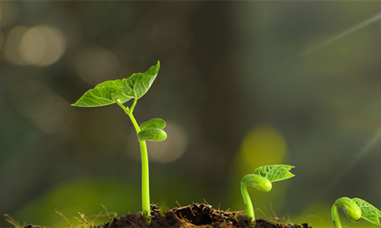 国内植物增产剂行业市场发展分析及前景趋势