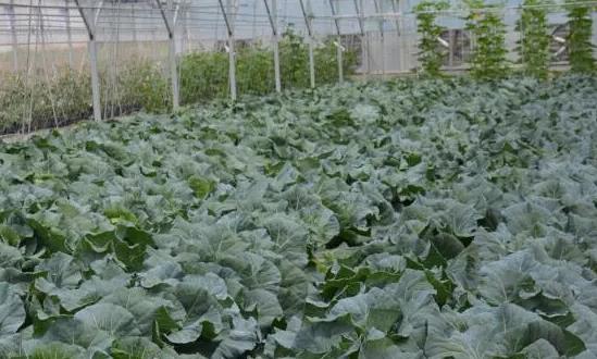 有机农产品基地行业市场运行现状及投资分析