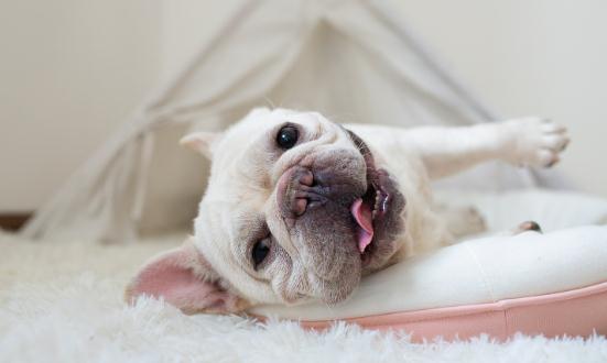 宠物寄存处行业市场调研与发展前景分析2023