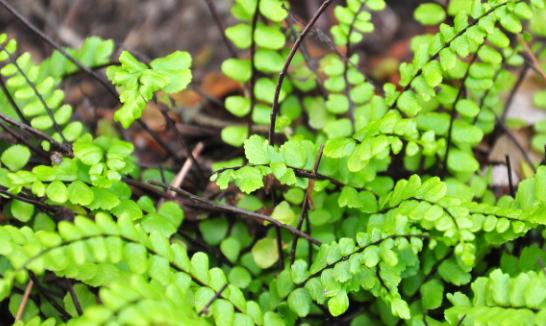 中国三氯蔗糖行业发展现状 中国三氯蔗糖市场竞争格局分析