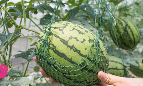 西瓜种植行业现状趋势及未来发展态势分析
