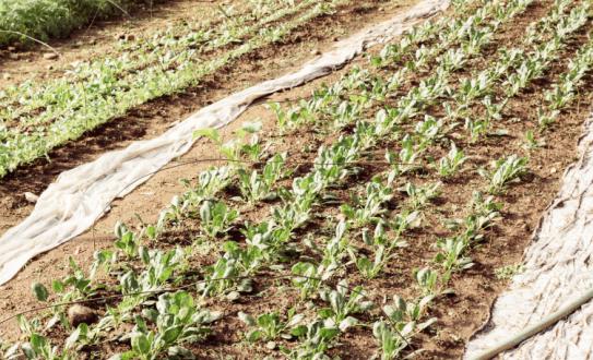 2023年中国农用地膜行业发展前景展望