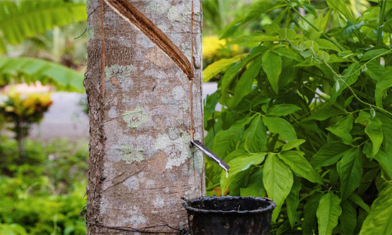 天然橡胶行业发展态势：6月全球天然橡胶产量料增1.9% 消费量增2.2%