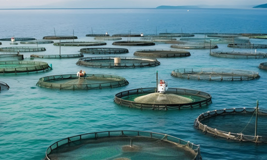 水产渔业机械行业市场分析 水产渔业机械行业投资战略