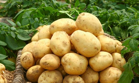 马铃薯休闲食品行业快速发展 2023年土豆市场发展现状分析