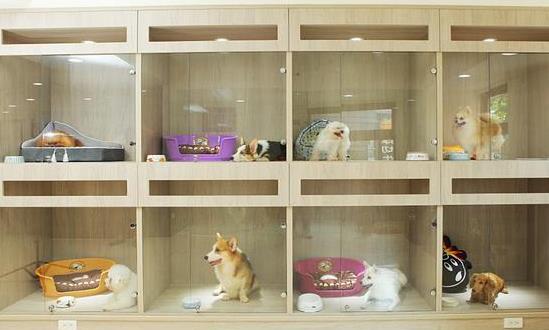 宠物寄存处行业发展分析 宠物市场正迎来高速增长期