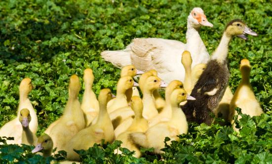 肉禽行业发展现状调研 肉禽未来市场规模预测2023 