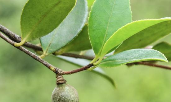 茶籽油市场发展现状调查及市场规模预测 未来茶油市场需求将会非常旺盛