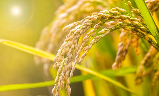 新型农业行业分析：新农业已经成为未来农业发展的主流