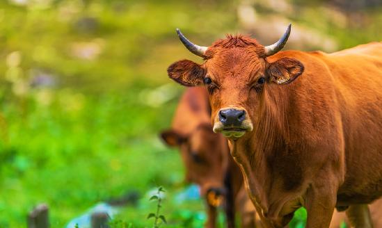 中国肉牛养殖行业SWOT分析及未来发展前景预测