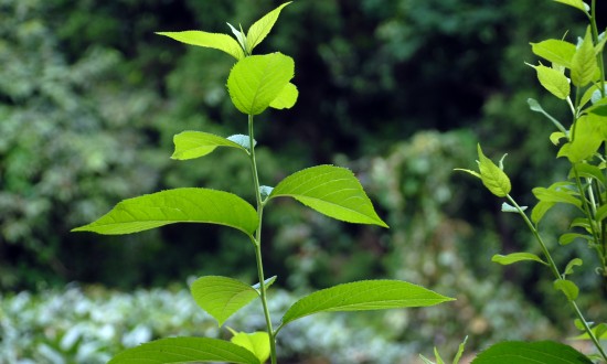 2024年中国杜仲行业市场发展现状及发展前景