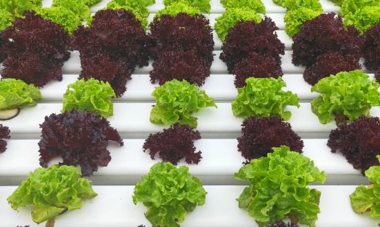 水培蔬菜行业深度分析及投资