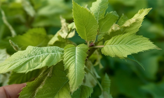 蚕养殖及加工行业市场深度分析及趋势研究2024