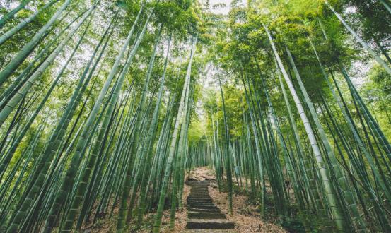 竹子行业市场供需格局及未来趋势预测2024