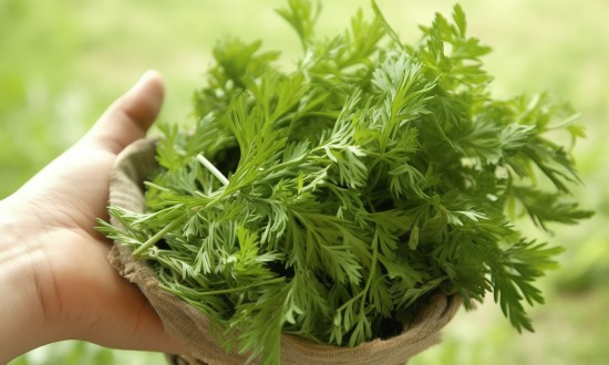 2024年艾草行业的市场发展现状及重点企业情况