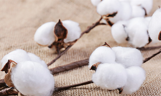 麻棉行业上下游市场情况分析及行业的未来发展核心