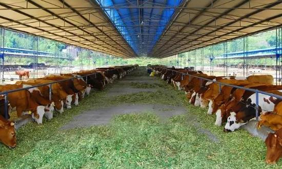 肉牛养殖行业发展分析：肉牛养殖市场规模不断扩大