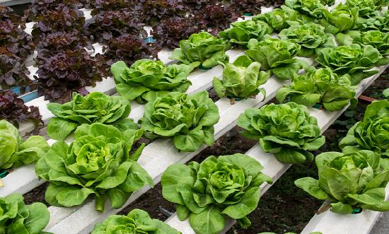 水培蔬菜市场发展现状调查报告