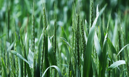 小麦行业市场深度分析：推动小麦产业链延伸和价值提升