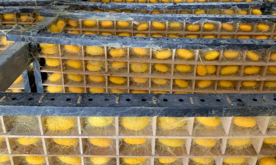 蚕养殖及加工行业市场现状分析与发展趋向