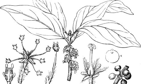 中国山苍子油行业市场分析及发展趋势