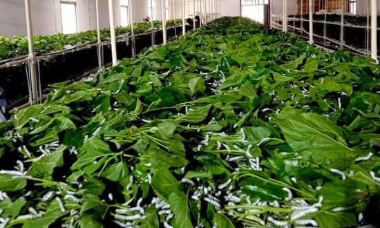 2024年中国蚕养殖及加工行业的产业链上下游结构及发展趋势分析