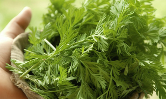 新式艾草花束爆火近200一把 艾草行业现状及发展前景分析