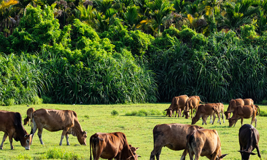 肉牛养殖行业现状及前景趋势分析