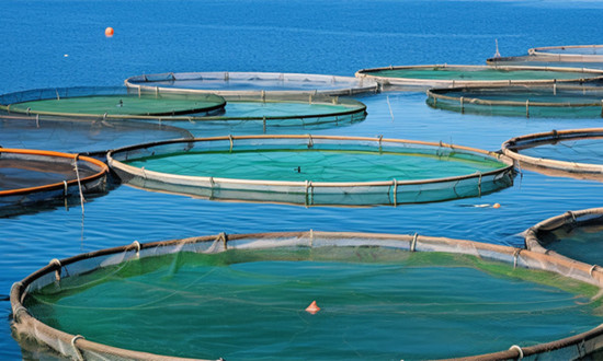 农林牧渔业产业未来发展趋势分析报告