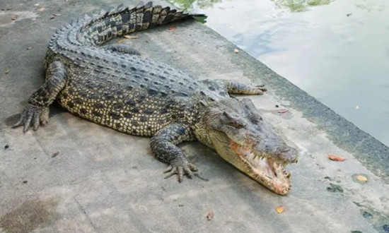 鳄鱼养殖行业现状及前景趋势分析