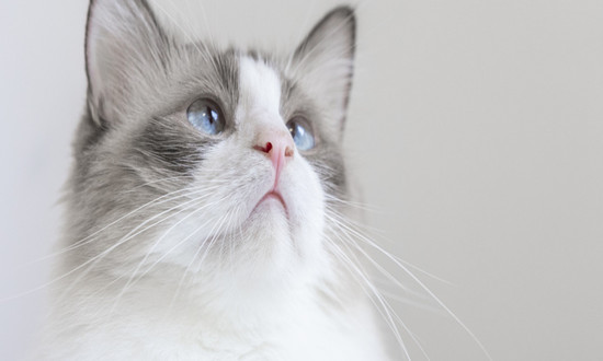 宠物保险行业市场现状及未来发展趋势分析 宠物保险渗透率较低