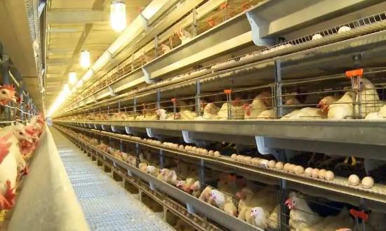 蛋鸡养殖行业现状：一季度鸡蛋价格整体维持在8.6元/公斤左右