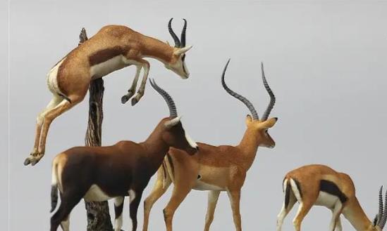 2024动物模型行业产业链分析及前景研究