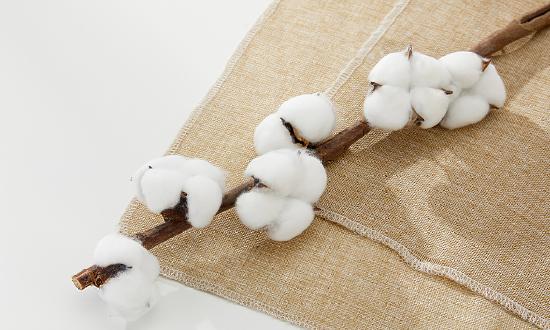 棉花贸易行业发展如何?2024年中国棉花贸易行业深度调研