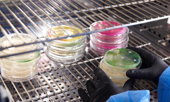 2024琼脂加工行业市场现状及发展趋势预测