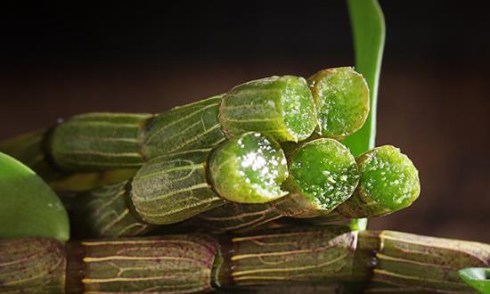 铁皮石斛行业发展前景与投资价值