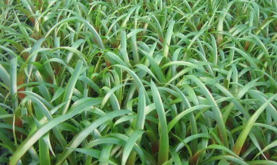 花卉种苗行业发展环境与前景预测