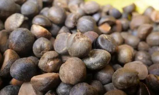 2024油茶产业发展前景与市场展望