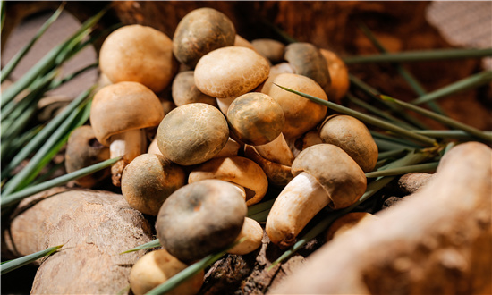 2024年食用菌行业市场发展现状及未来发展前景趋势分析