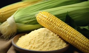 2025年新疆玉米淀粉行业现状与发展趋势分析