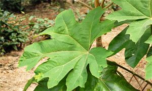 河南平舆“药”启振兴路 中国草药产业迈向新纪元