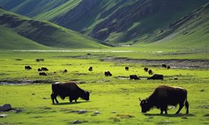 2025年青海省牦牛行业市场发展现状及未来发展前景趋势分析