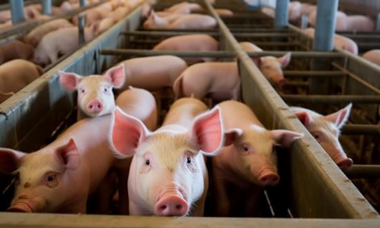 2025养殖行业市场结构及区域分布、未来发展趋势分析